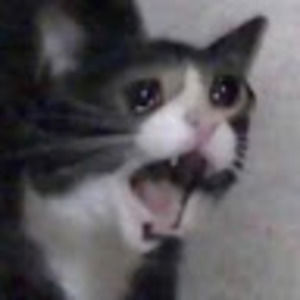 Meet your Posher, Zippidy